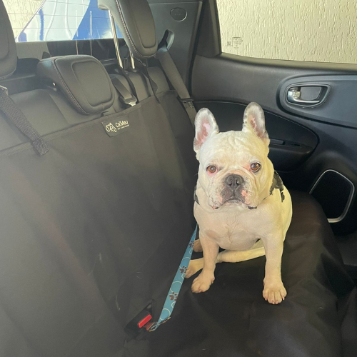 Buldogue francês sentado na capa Ca'Meu instalada no banco traseiro do carro