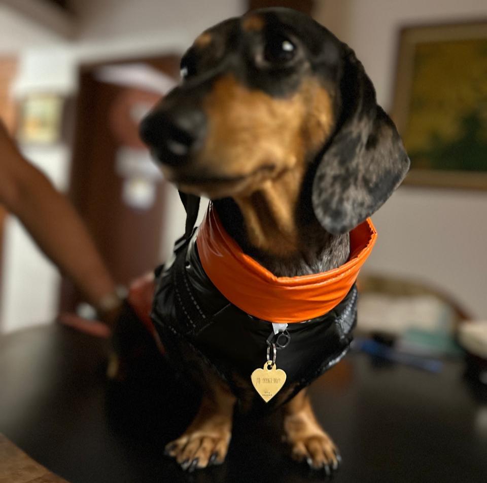 B - Roupinha - Colete Térmico para cachorros