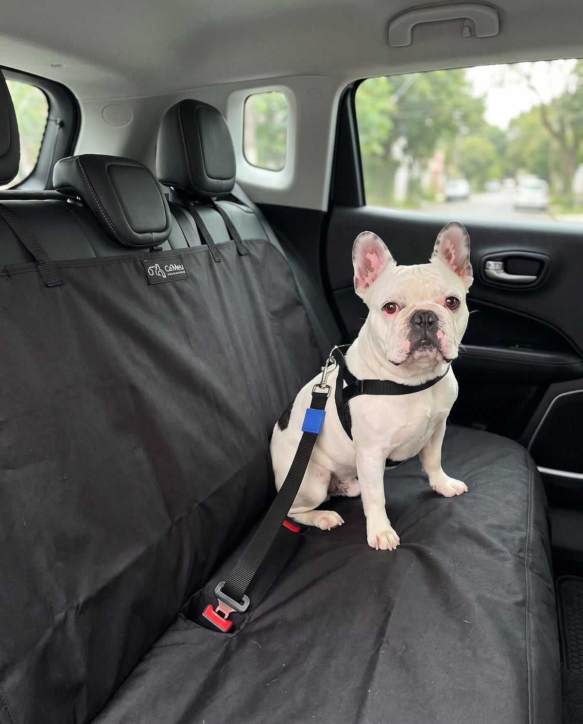 Buldogue francês sentado na capa Ca'Meu no banco traseiro, preso pelo cinto de segurança encaixado na fivela do carro