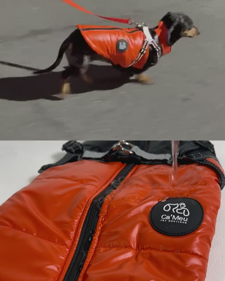 Mia, de Colete laranja, no passeio; os Coletes laranja e preto na água; cães com a Garrafa Duo Pets, a Mantinha e a Malinha